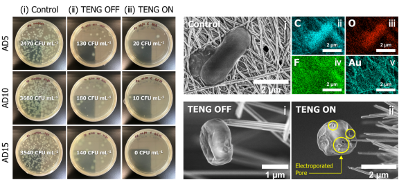 Disinfection performance of R-TENG-powered electroporation filter