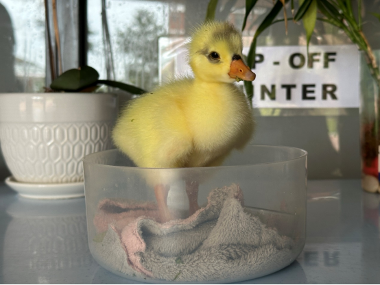 XMUM Welcomes First Baby Goose in Two Years (1)