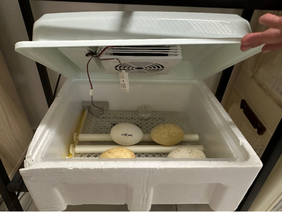 XMUM Welcomes First Baby Goose in Two Years (2)