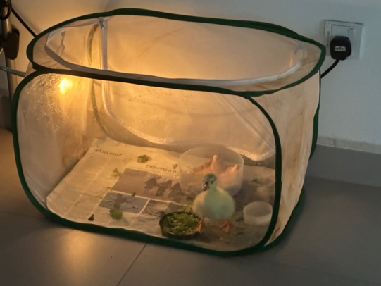 XMUM Welcomes First Baby Goose in Two Years (4)