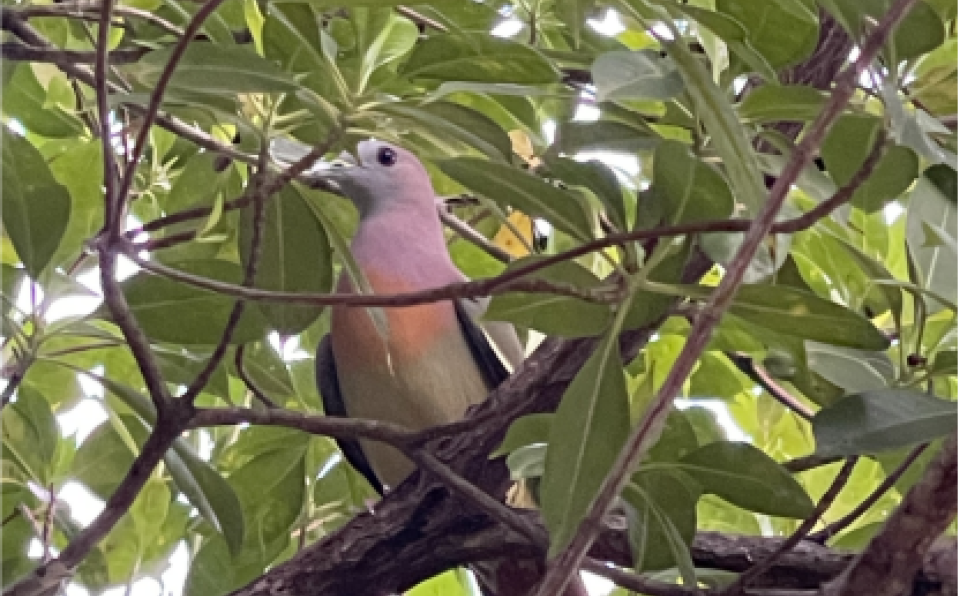 XMUM Student Documents Campus Bird Life (1)
