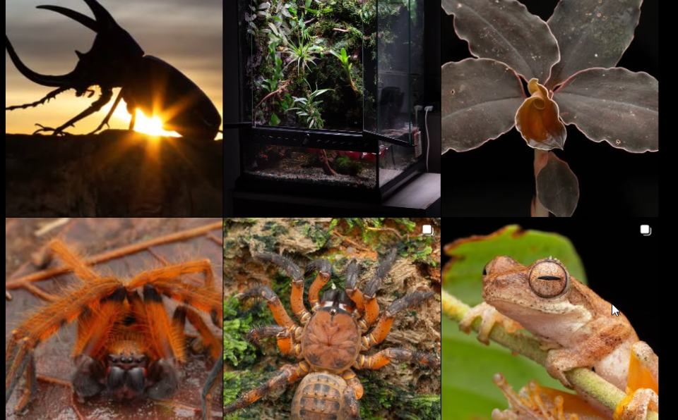 XMUM Student Unveils Campus Micro Marvels through Insect Photography