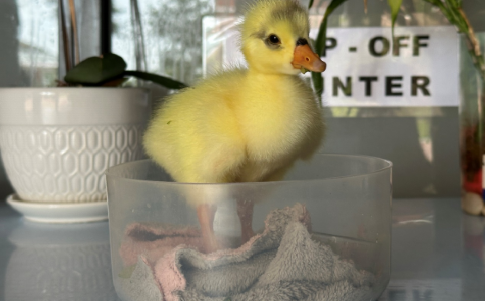 XMUM Welcomes First Baby Goose in Two Years (1)